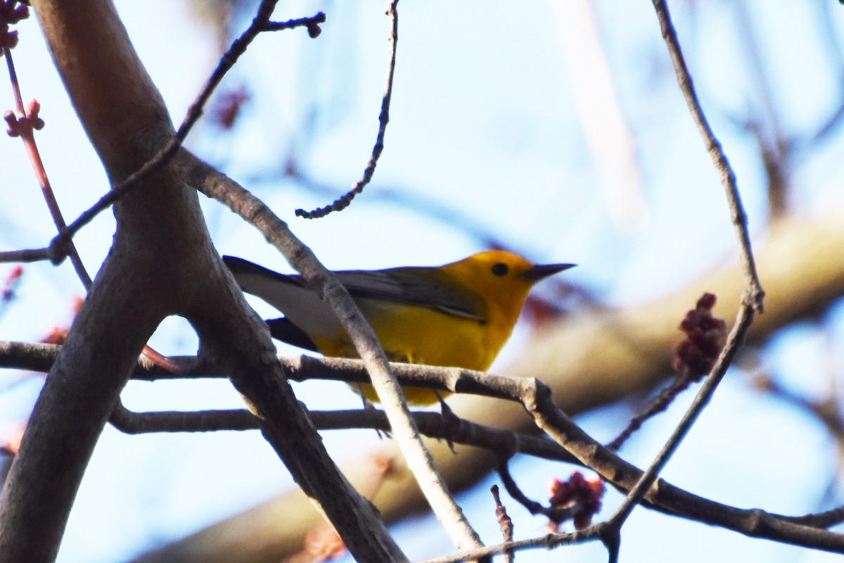 Prothonotary Warbler - ML617404398