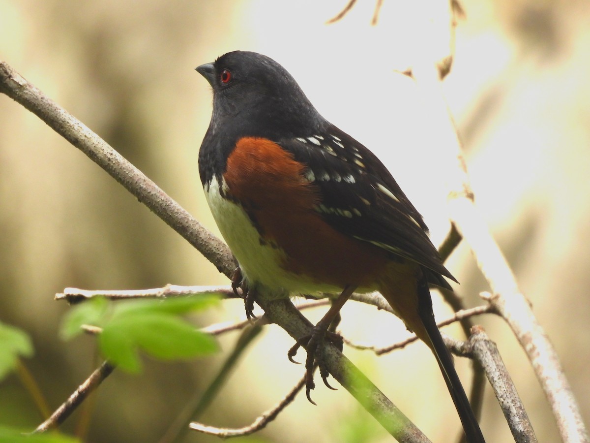 Spotted Towhee - ML617404399
