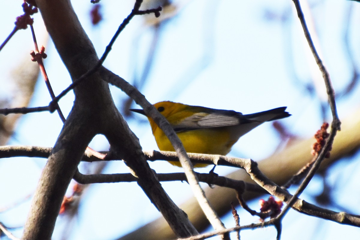 Prothonotary Warbler - ML617404415
