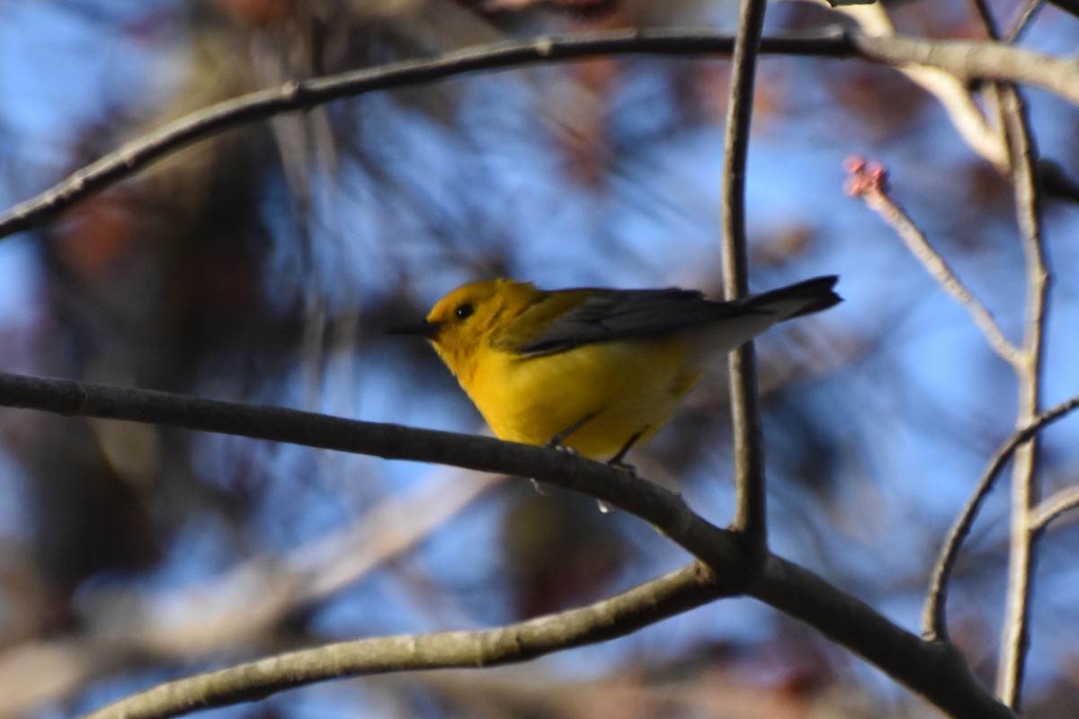 Prothonotary Warbler - ML617404432