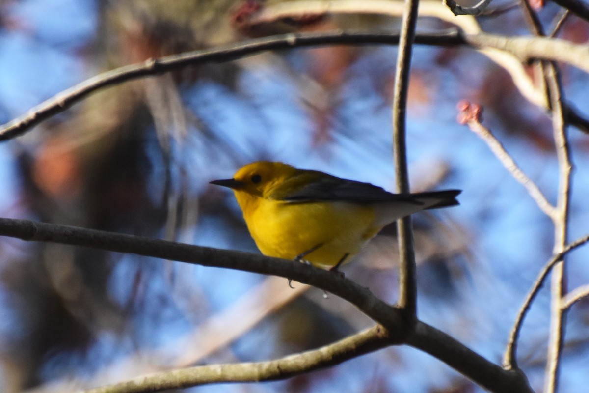 Prothonotary Warbler - ML617404433