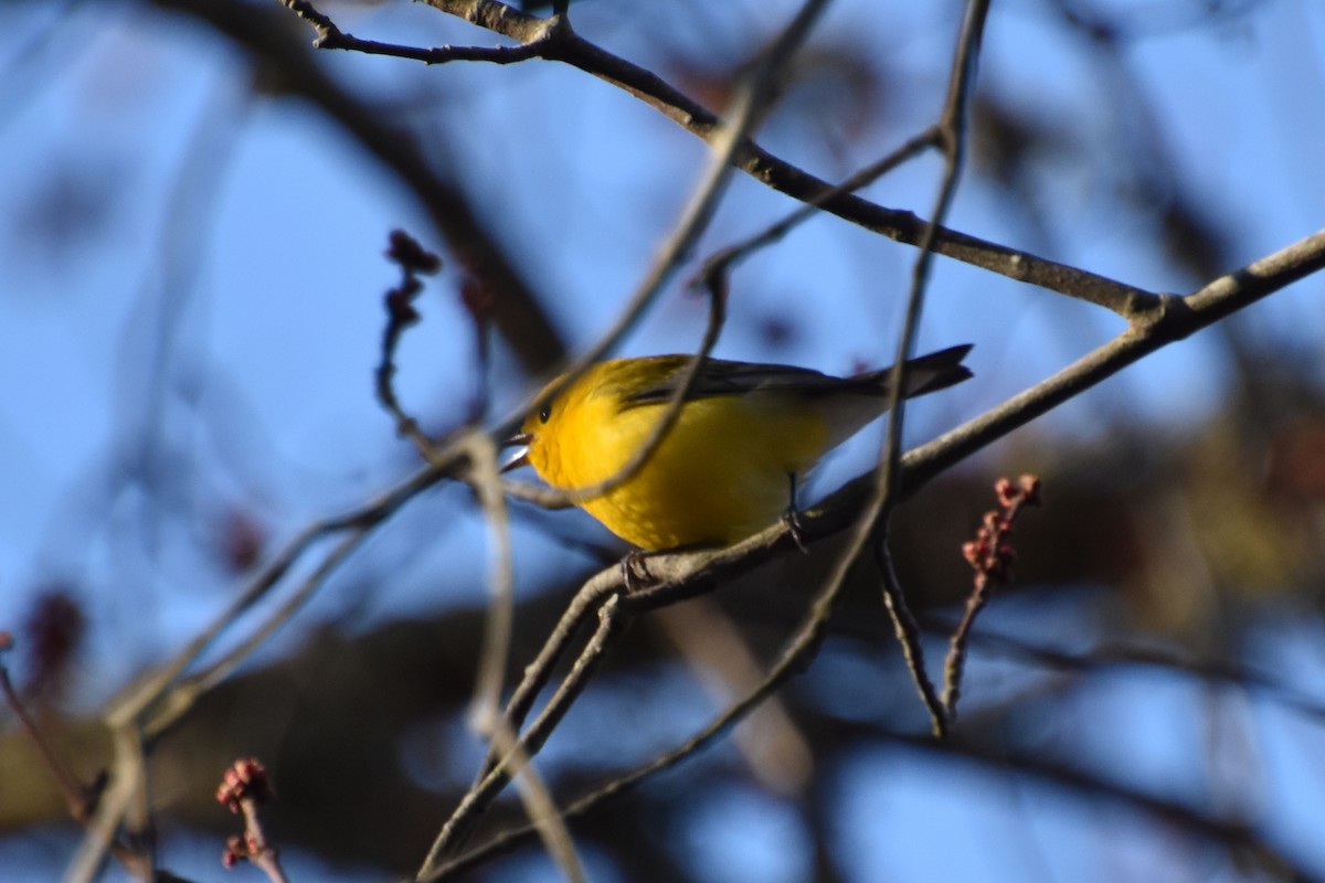 Prothonotary Warbler - ML617404448