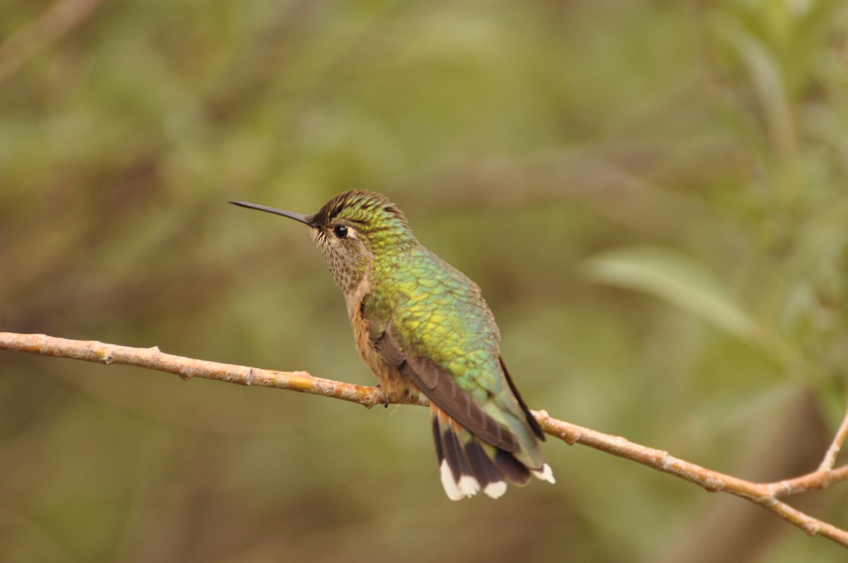 Broad-tailed Hummingbird - ML617404463