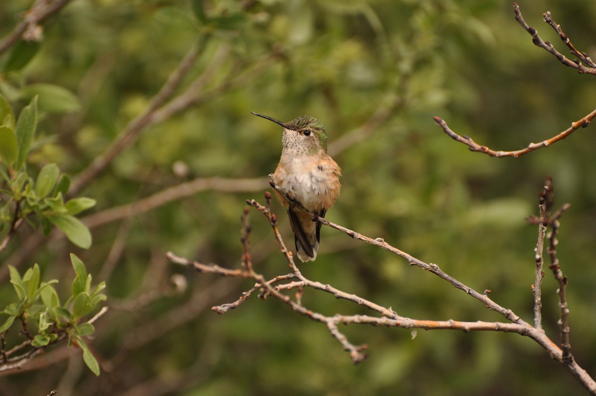 Broad-tailed Hummingbird - ML617404464