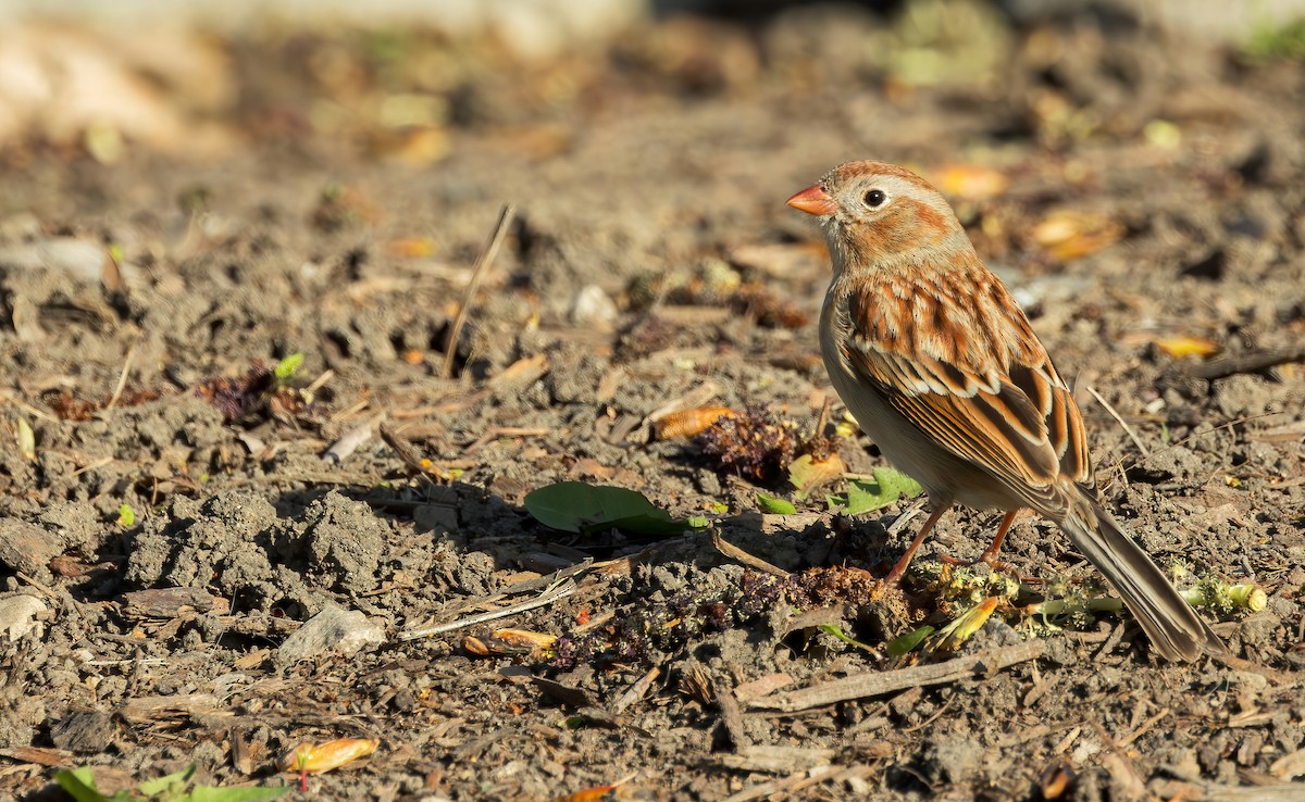 Field Sparrow - ML617404468