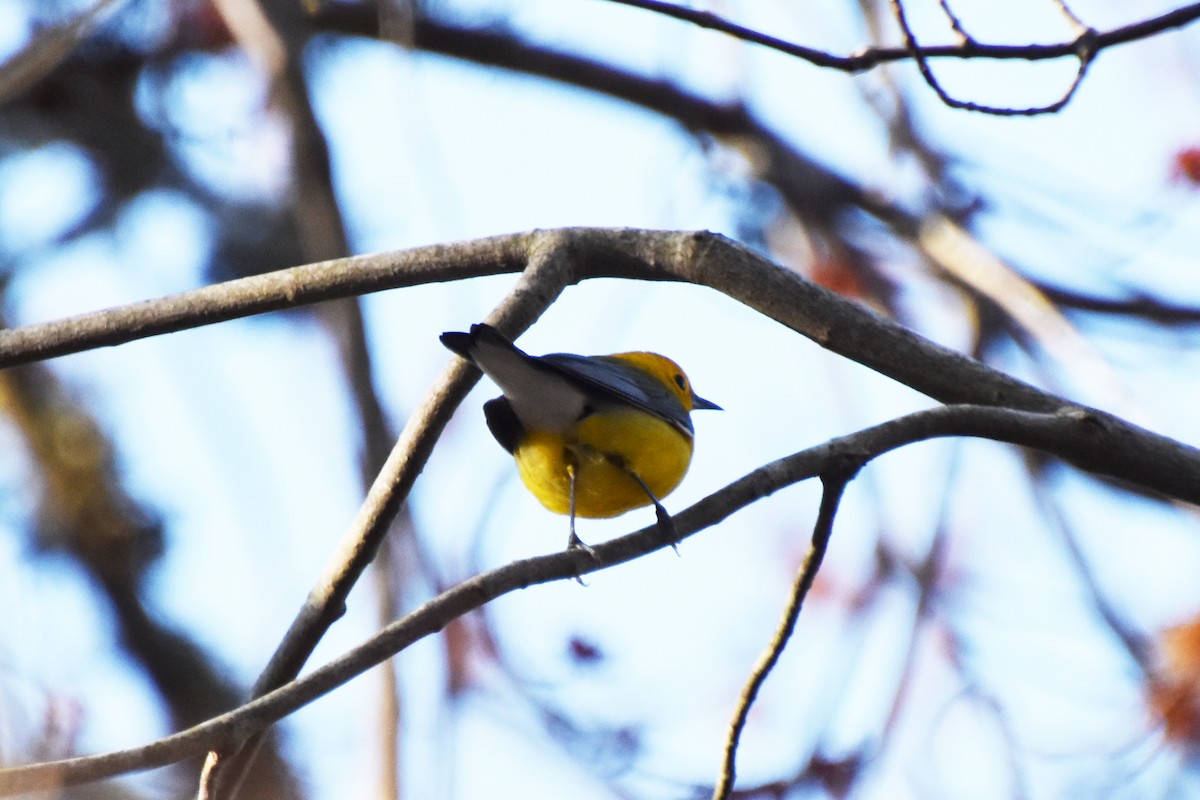 Prothonotary Warbler - ML617404513