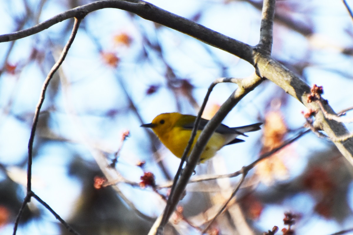 Prothonotary Warbler - ML617404514