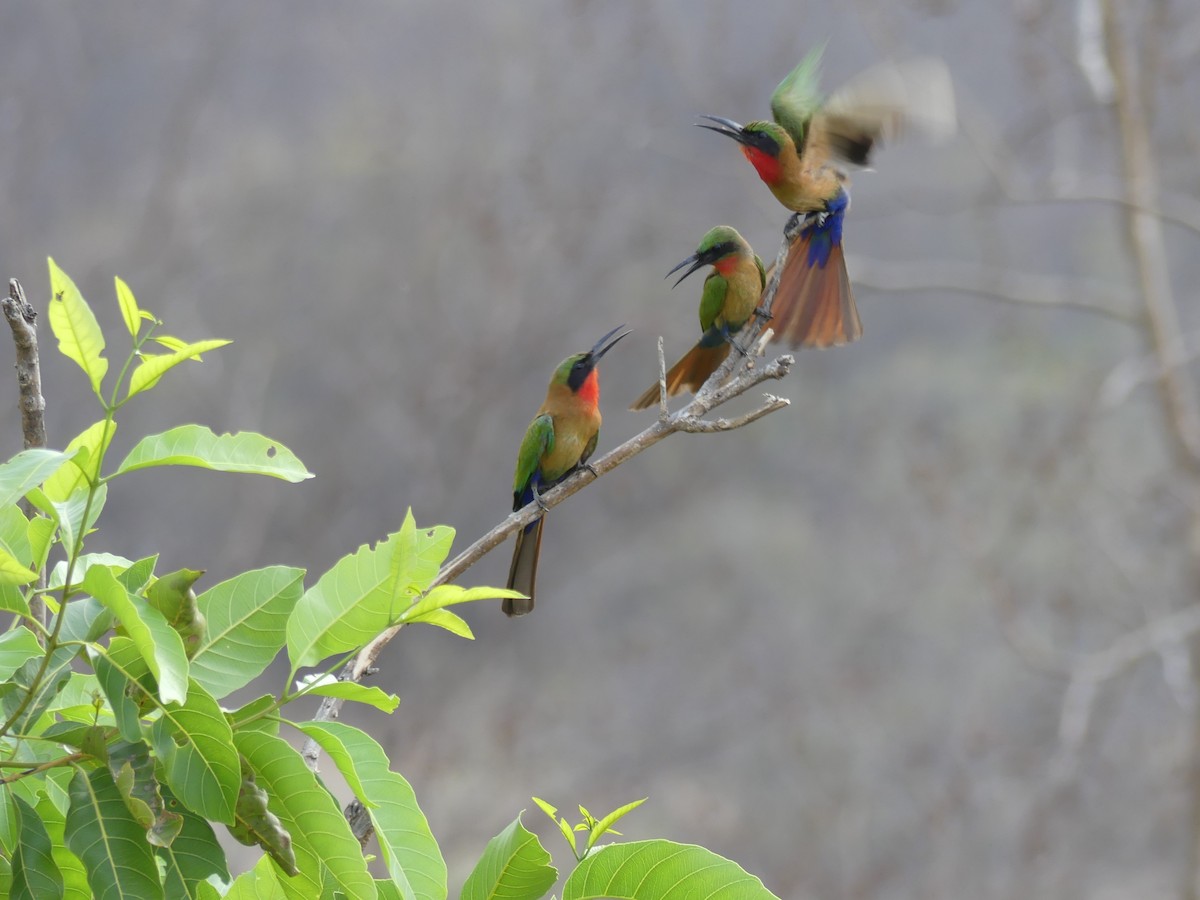 Red-throated Bee-eater - ML617404608