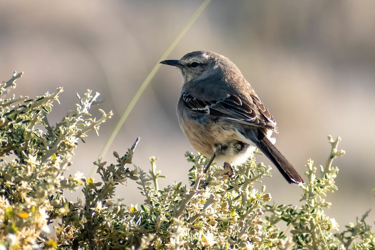 Patagonian Mockingbird - ARIEL ROTONDO