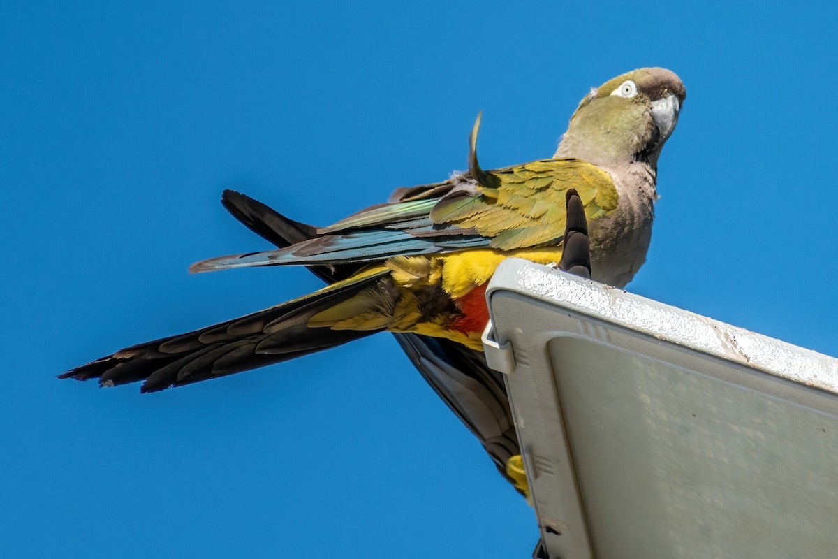 Burrowing Parakeet - ARIEL ROTONDO