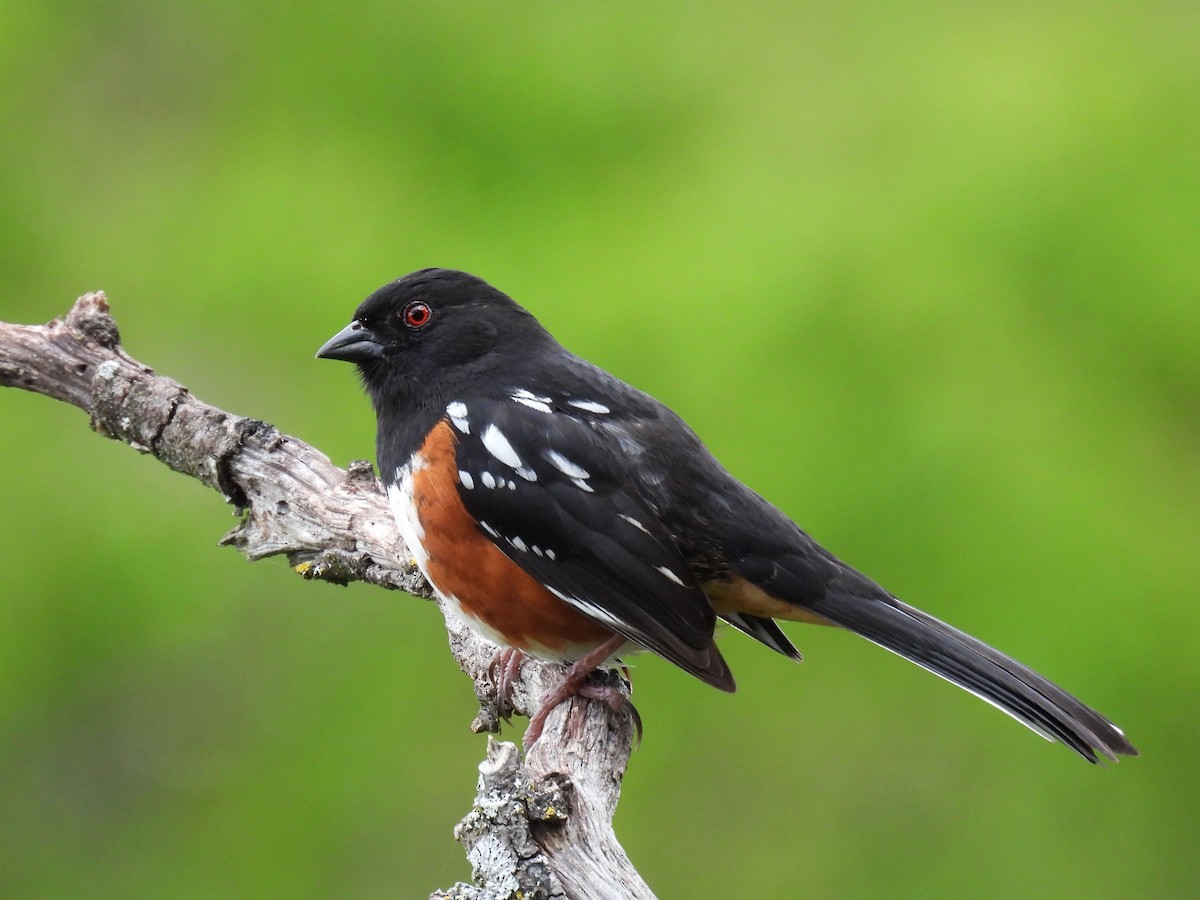 Spotted Towhee - ML617404660