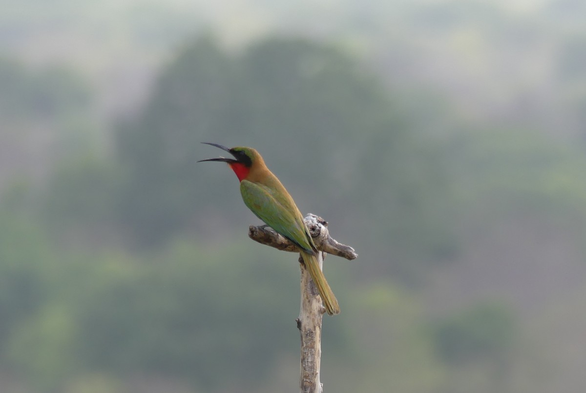 Red-throated Bee-eater - Peter Dunwiddie