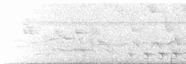 Bar-crested Antshrike - ML617404827