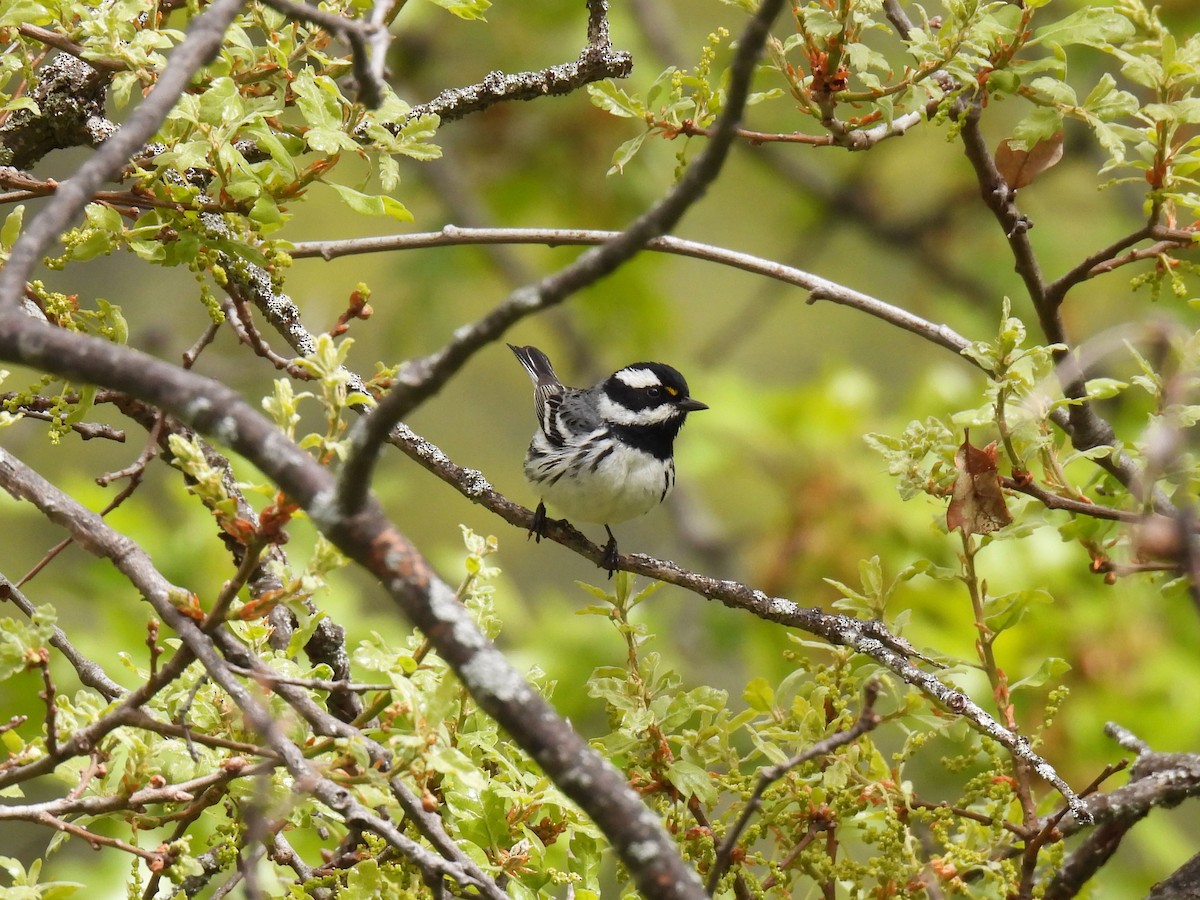 Black-throated Gray Warbler - Teale Fristoe