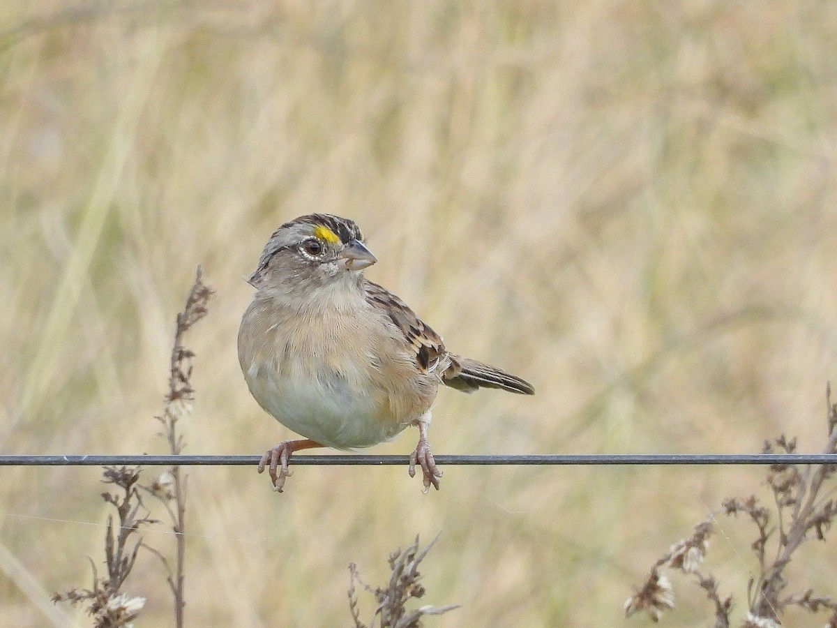 Grassland Sparrow - Alvaro Perez Tort