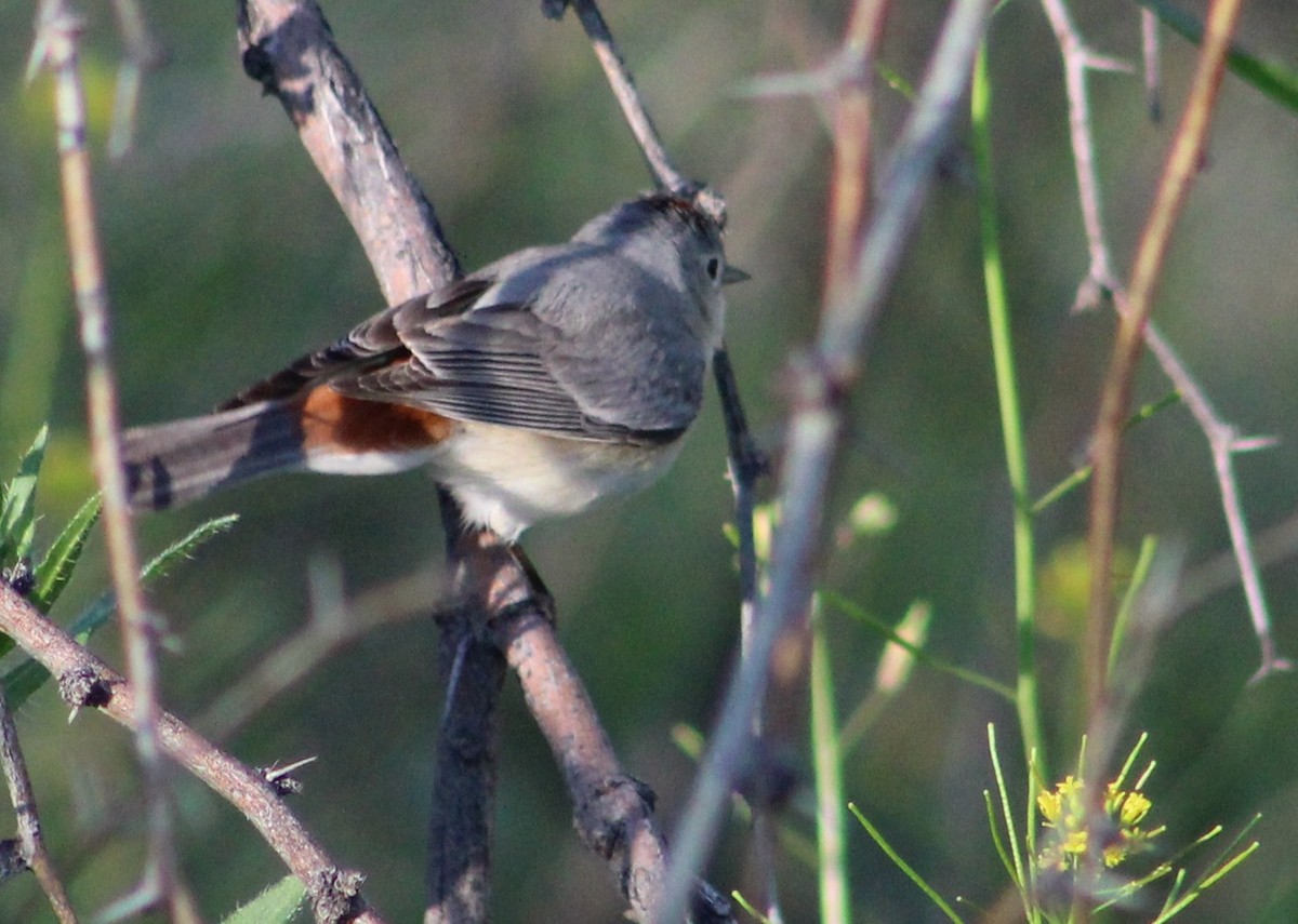 Lucy's Warbler - ML617404857