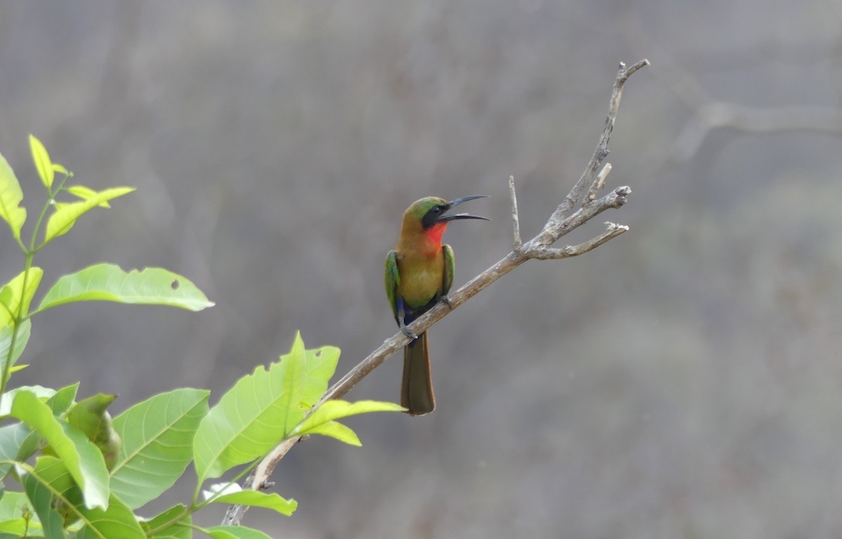 Red-throated Bee-eater - ML617404858