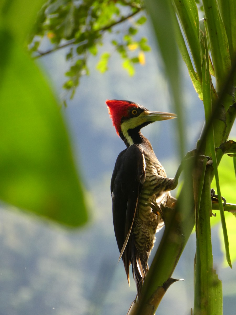 Crimson-crested Woodpecker - ML617405010