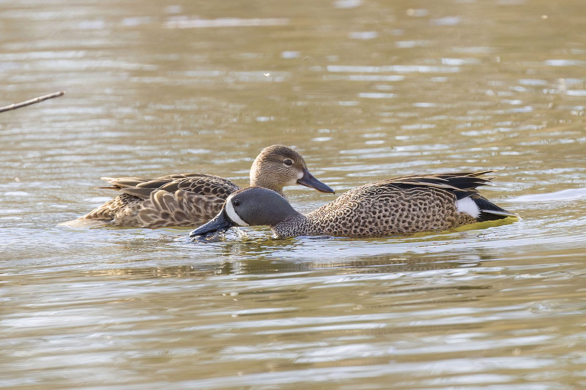 Blue-winged Teal - ML617405026