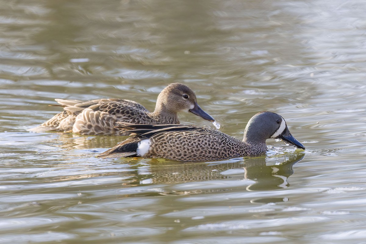 Blue-winged Teal - ML617405027