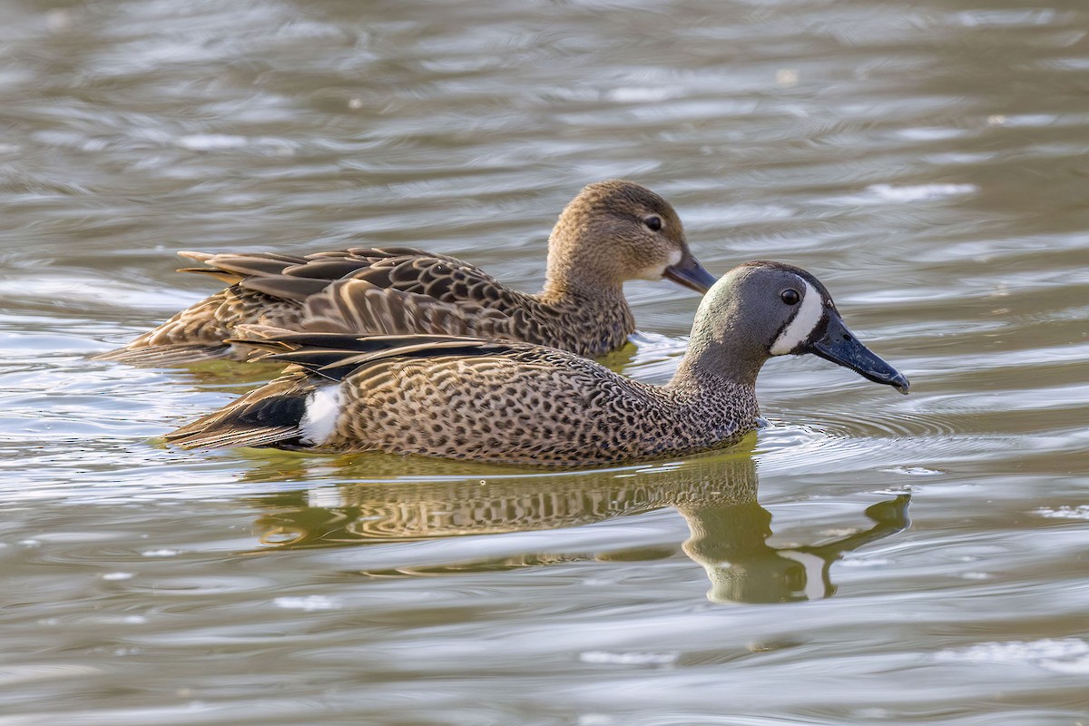 Blue-winged Teal - ML617405028
