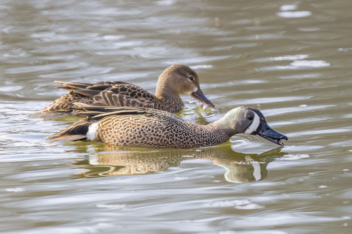 Blue-winged Teal - ML617405029
