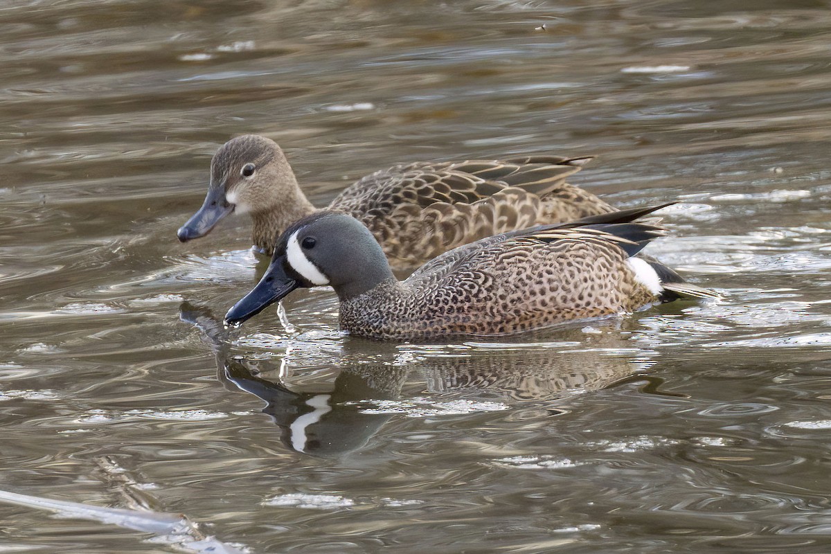 Blue-winged Teal - ML617405030