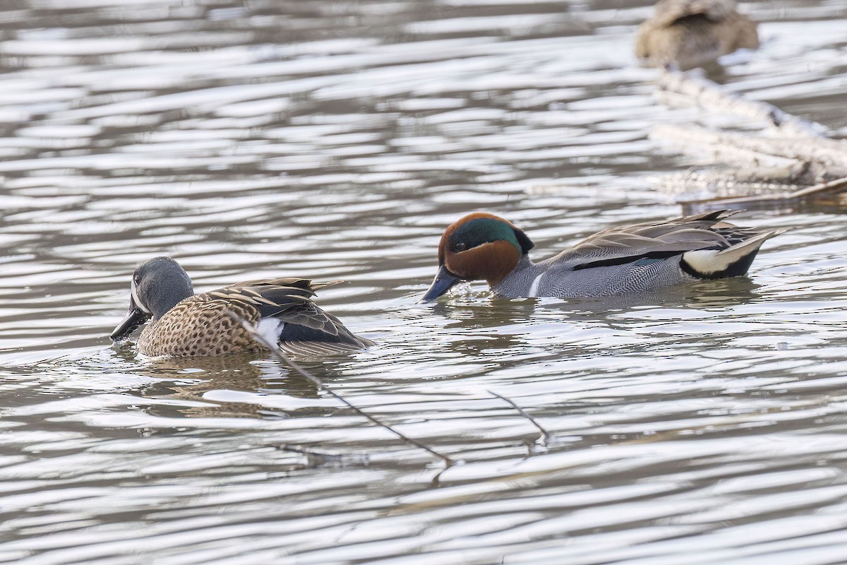 Green-winged Teal - ML617405048