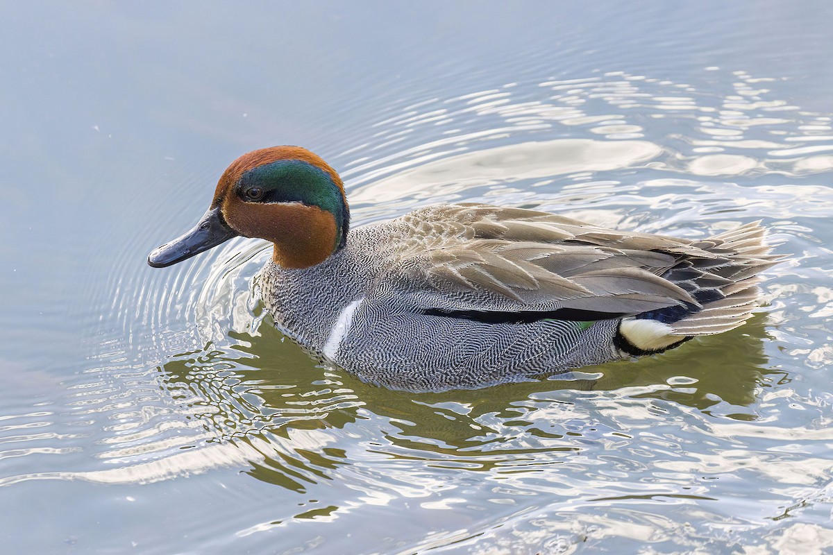Green-winged Teal - ML617405049