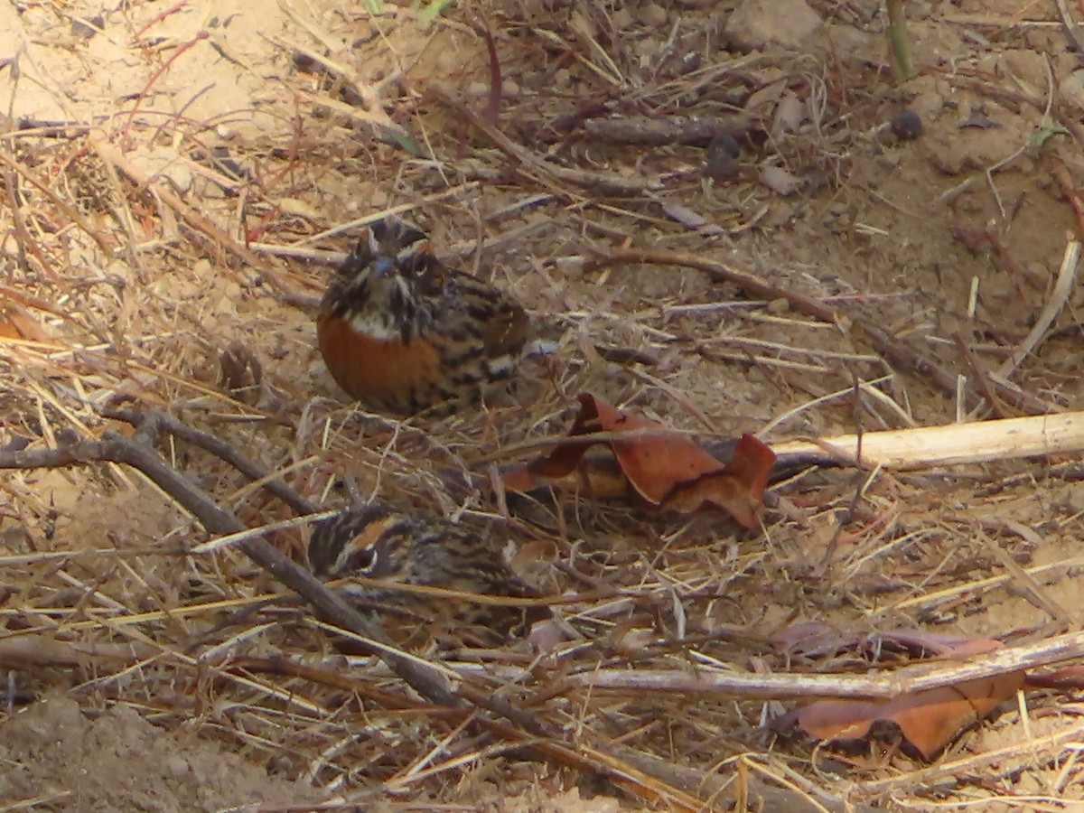 Rufous-breasted Accentor - ML617405055