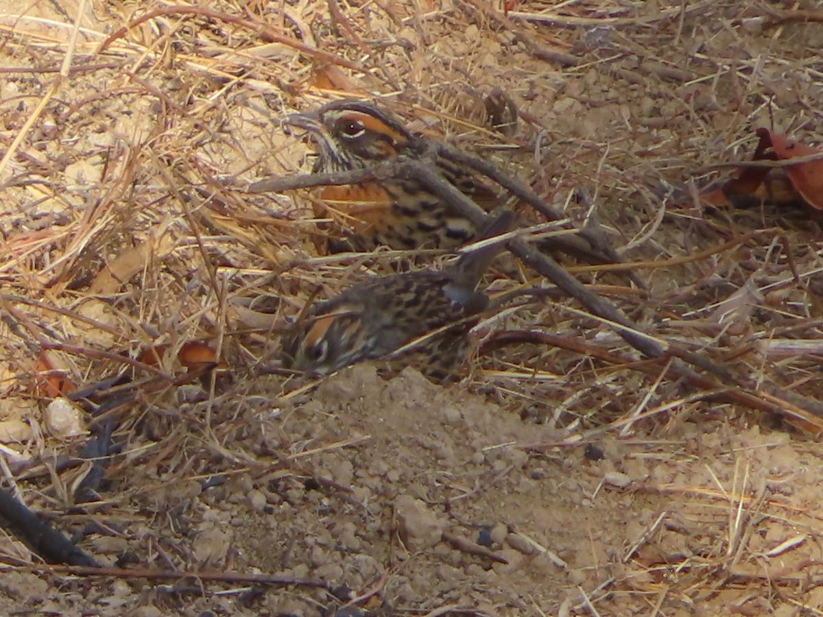 Rufous-breasted Accentor - ML617405056