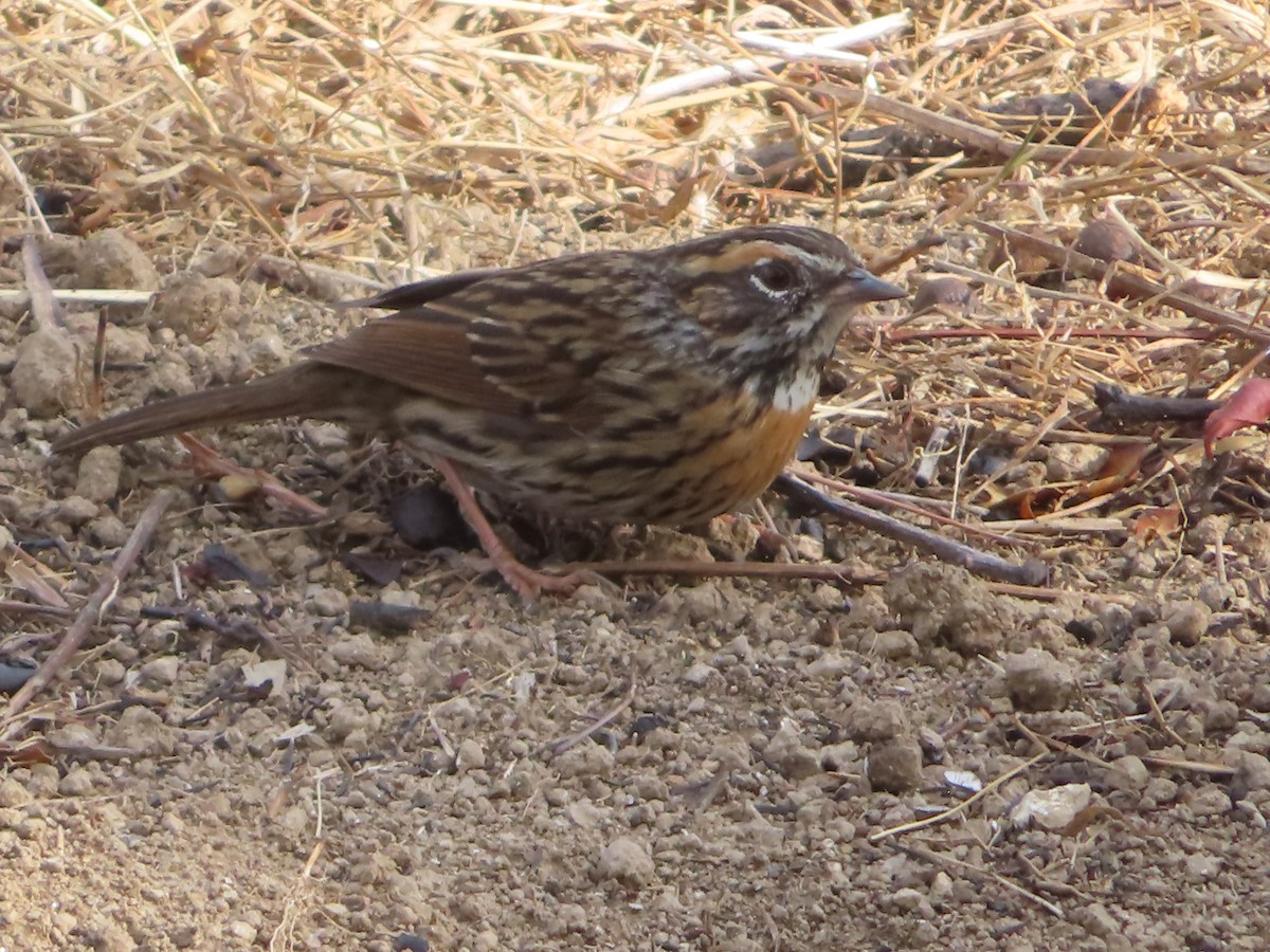 Rufous-breasted Accentor - ML617405057