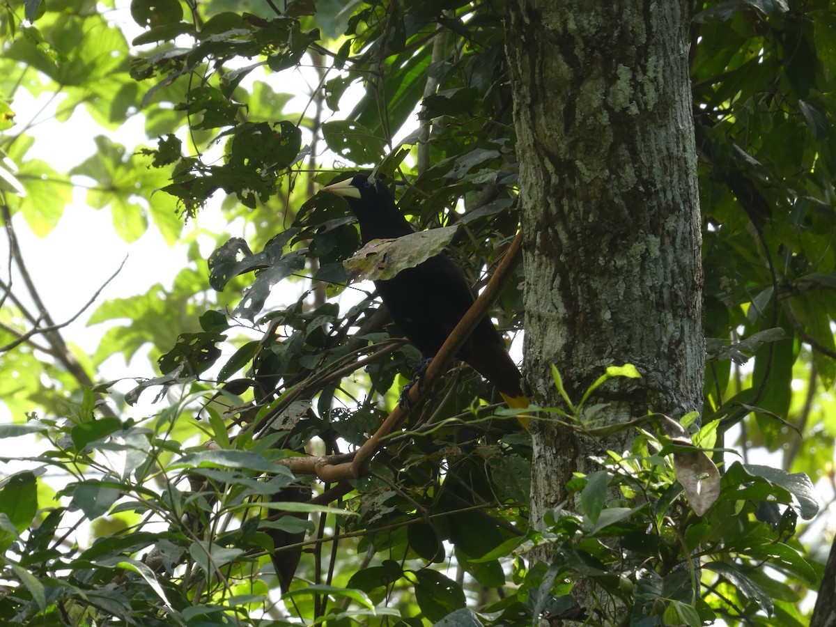 Yellow-rumped Cacique - ML617405082