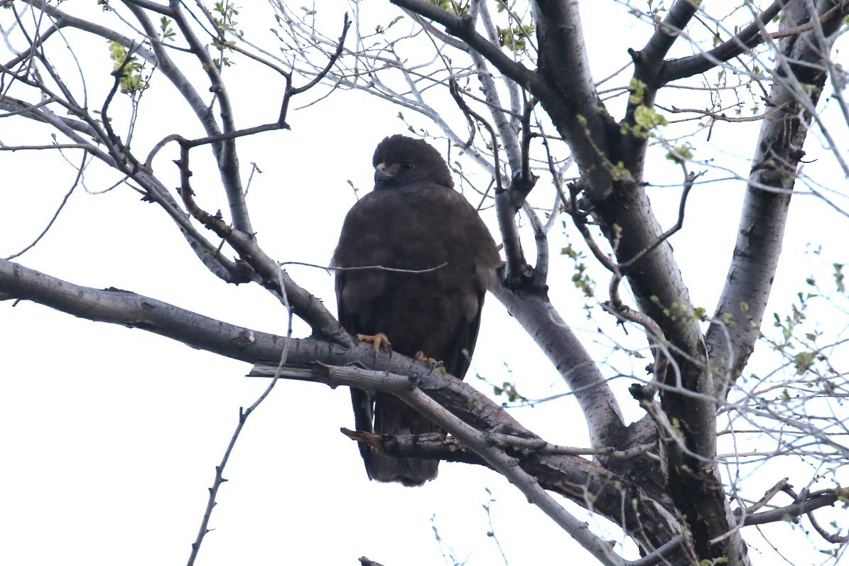 Broad-winged Hawk - 🦉Max Malmquist🦉