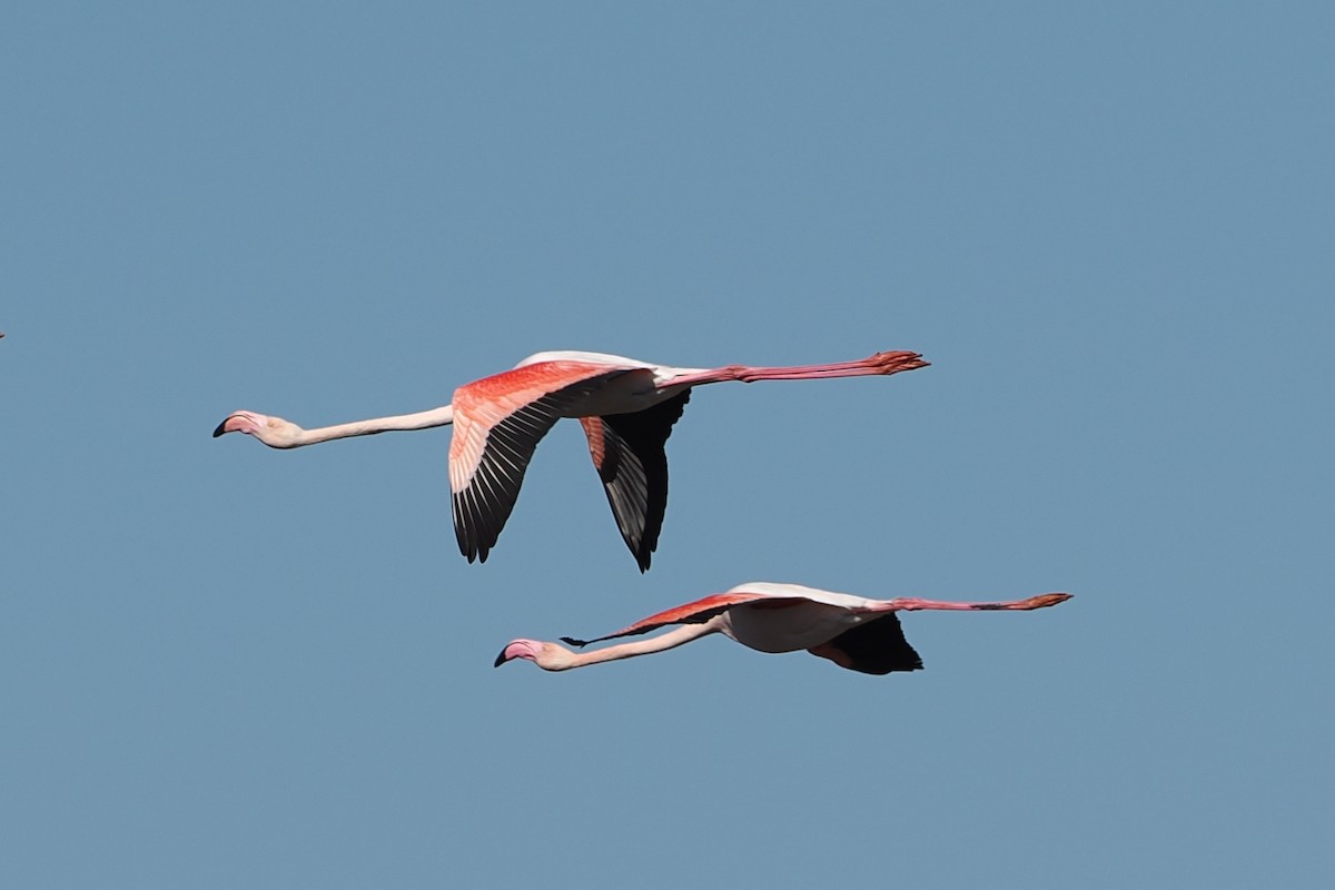 Greater Flamingo - ML617405135