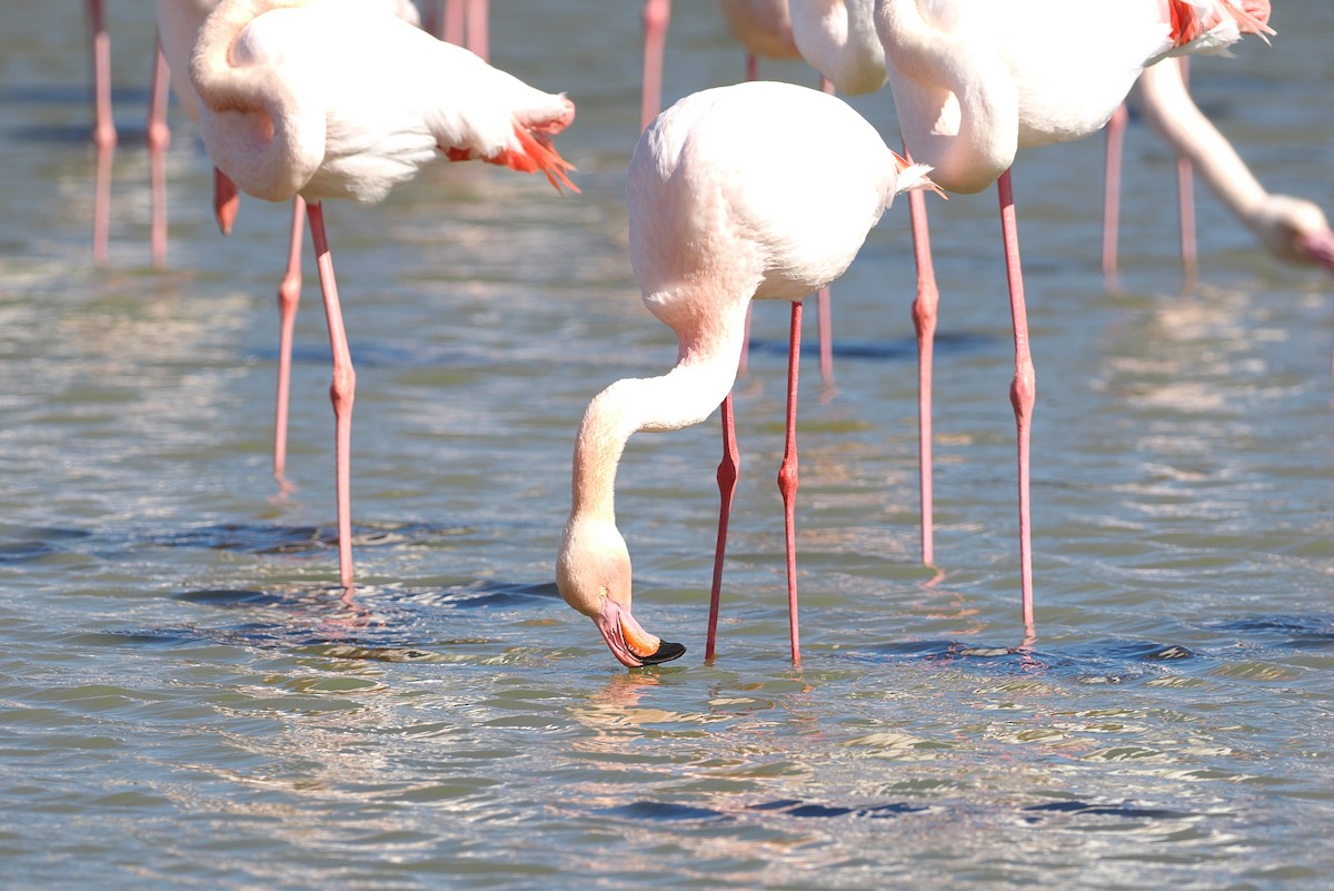 Greater Flamingo - ML617405136