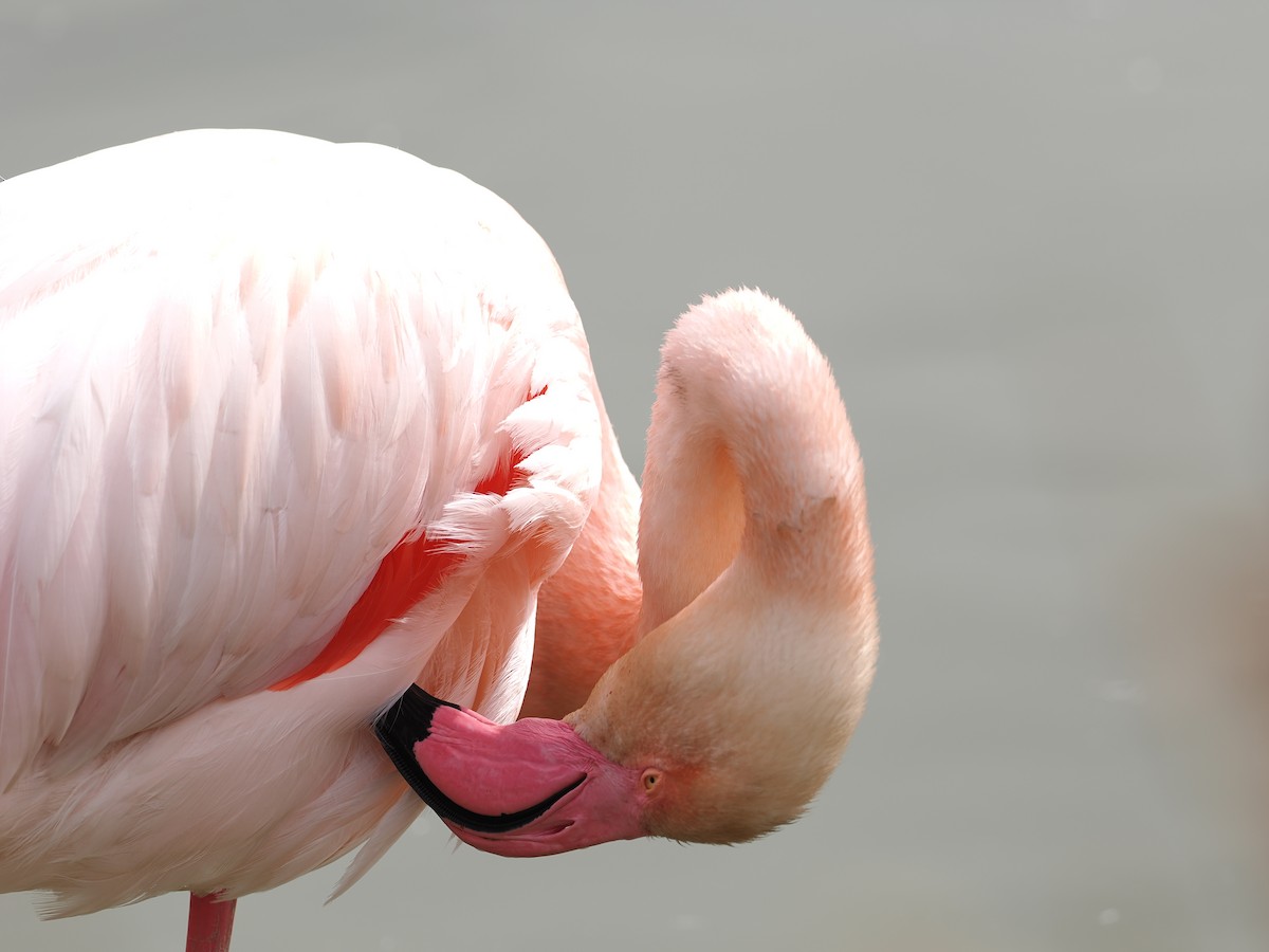 Greater Flamingo - ML617405137