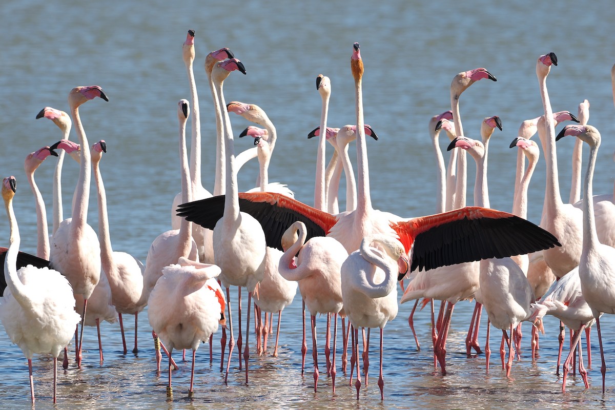 Greater Flamingo - ML617405138