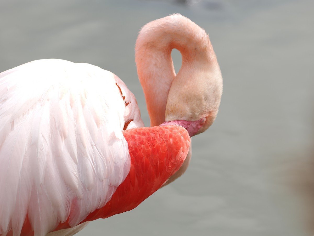 Greater Flamingo - ML617405140