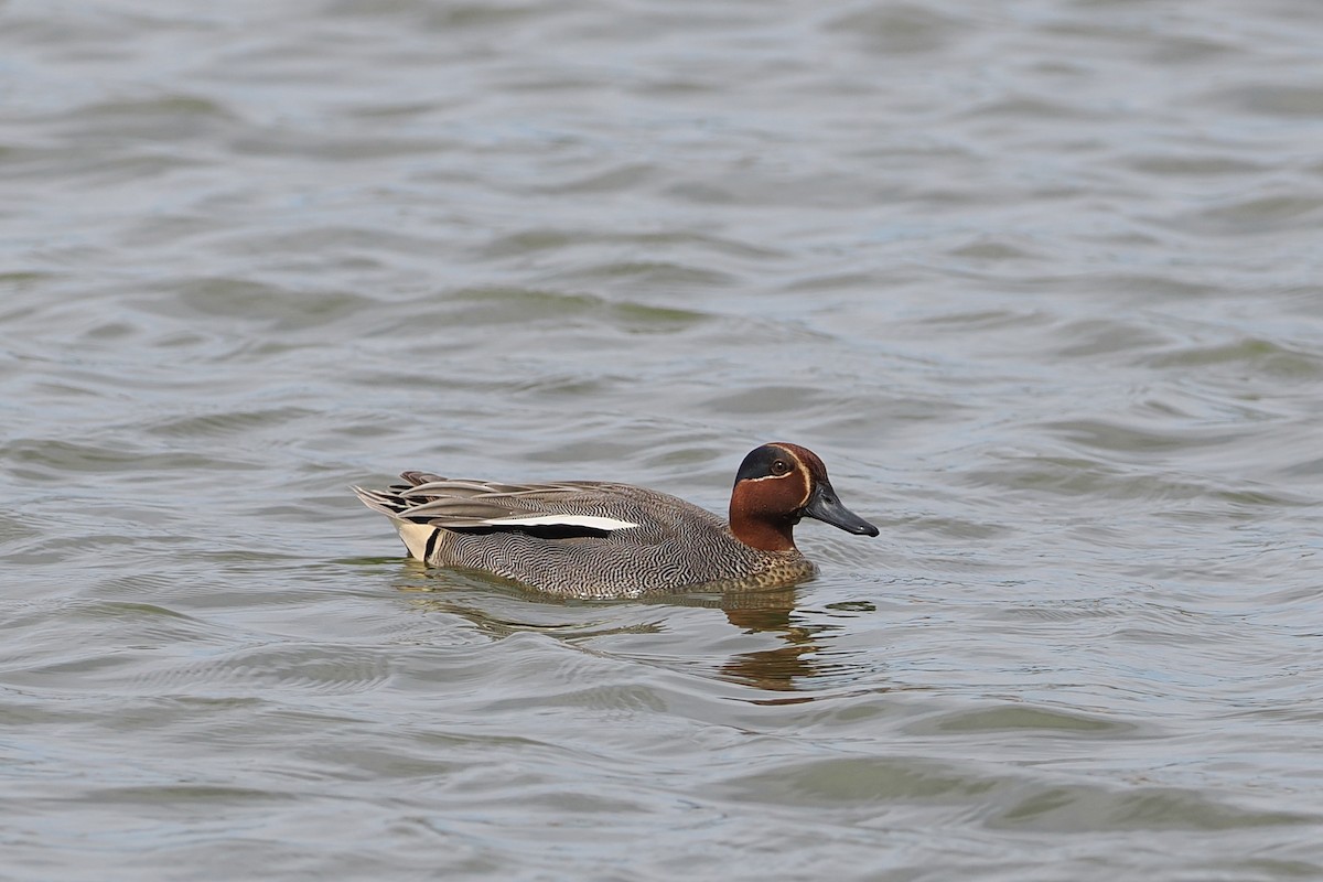Green-winged Teal (Eurasian) - george parker
