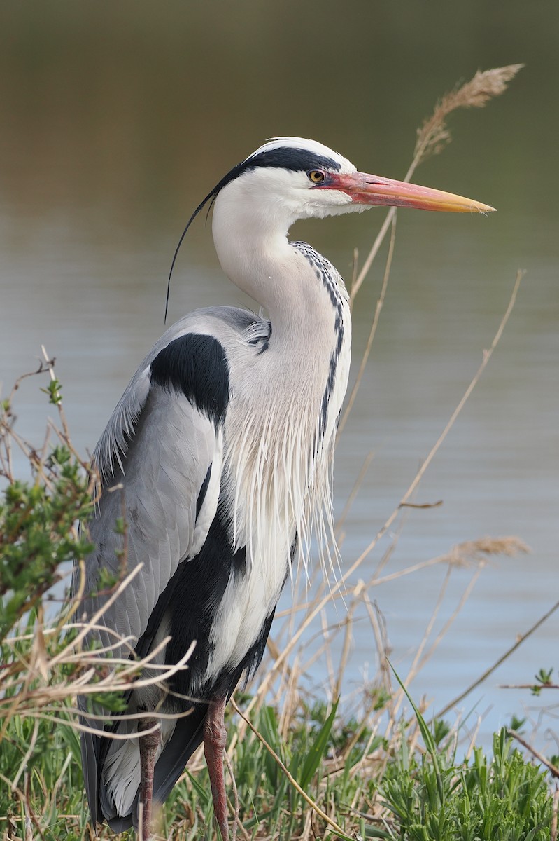 Gray Heron (Gray) - ML617405183