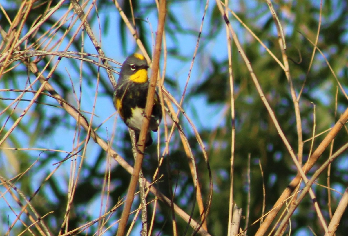 Yellow-rumped Warbler (Audubon's) - ML617405276