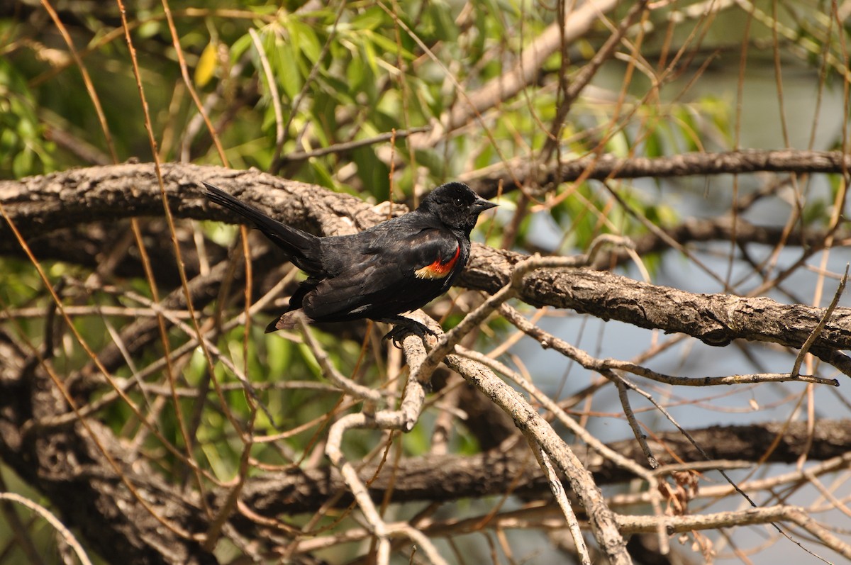 Red-winged Blackbird - ML617405364