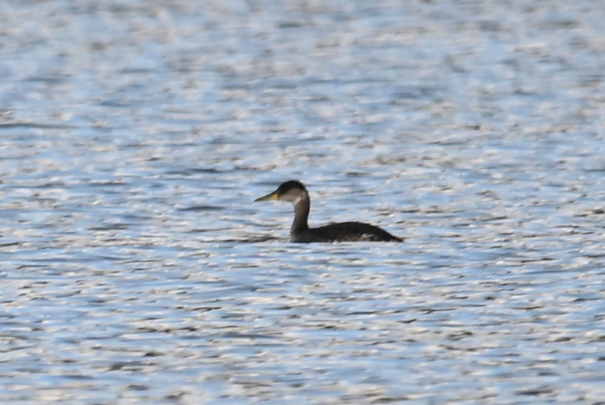 Red-necked Grebe - ML617405384