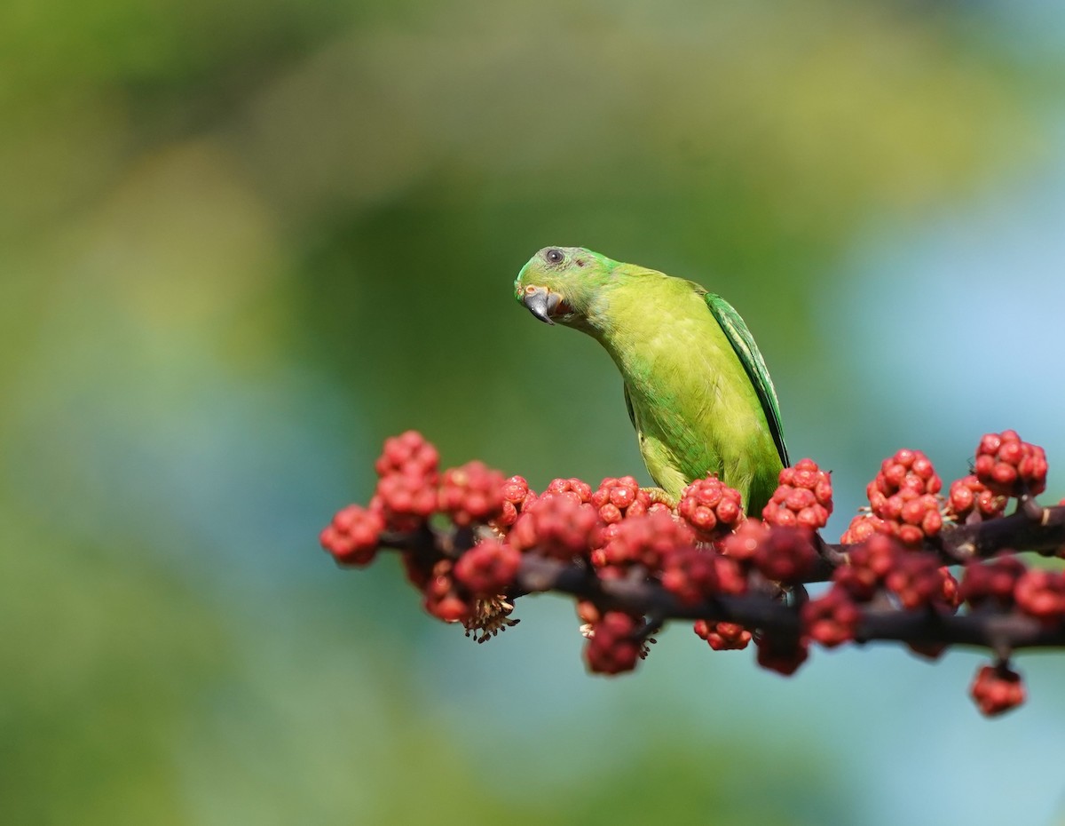 Blue-crowned Hanging-Parrot - ML617405398