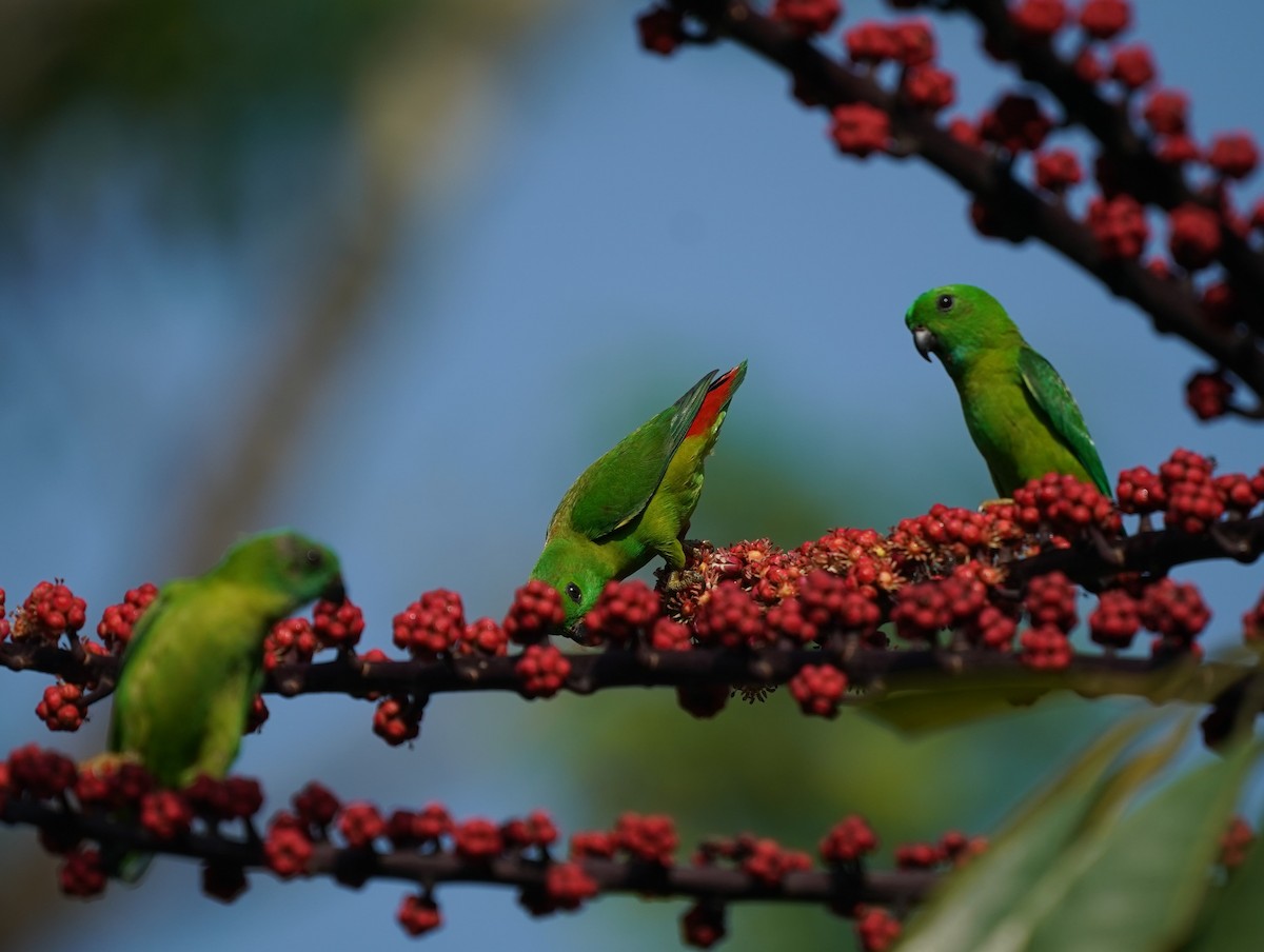 Blue-crowned Hanging-Parrot - ML617405399