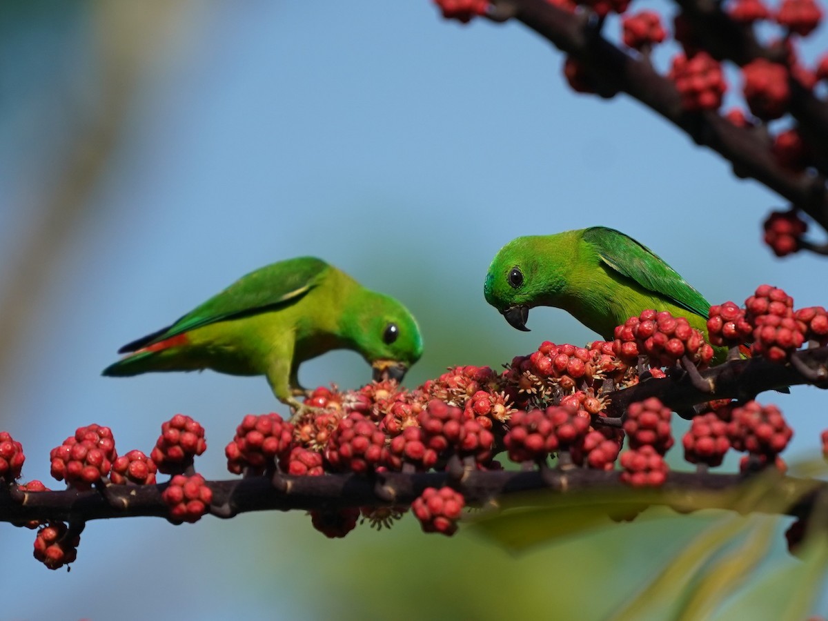 Blue-crowned Hanging-Parrot - ML617405400