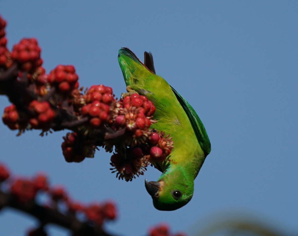 Blue-crowned Hanging-Parrot - ML617405401