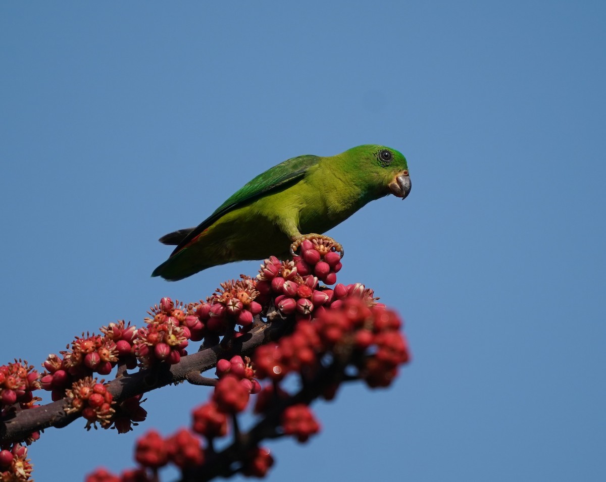 Blue-crowned Hanging-Parrot - ML617405402