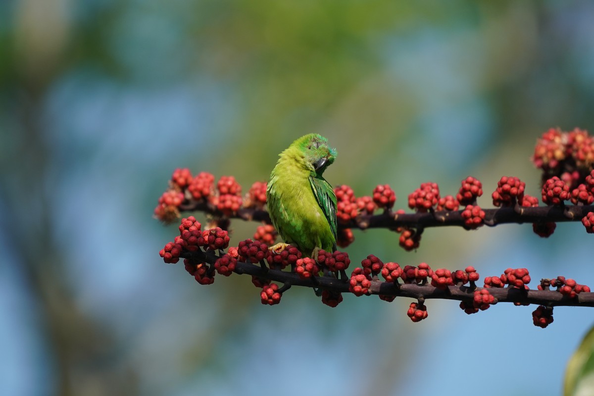 Blue-crowned Hanging-Parrot - ML617405403